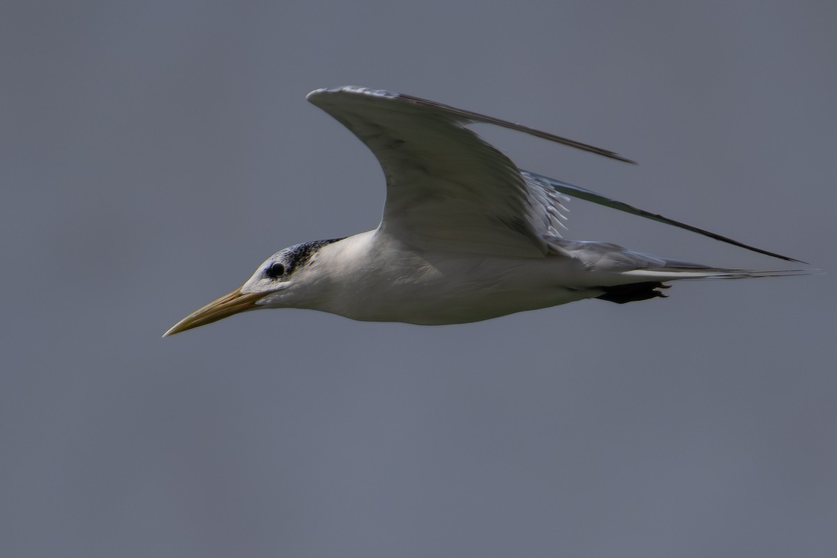 オオアジサシ - ML644707818