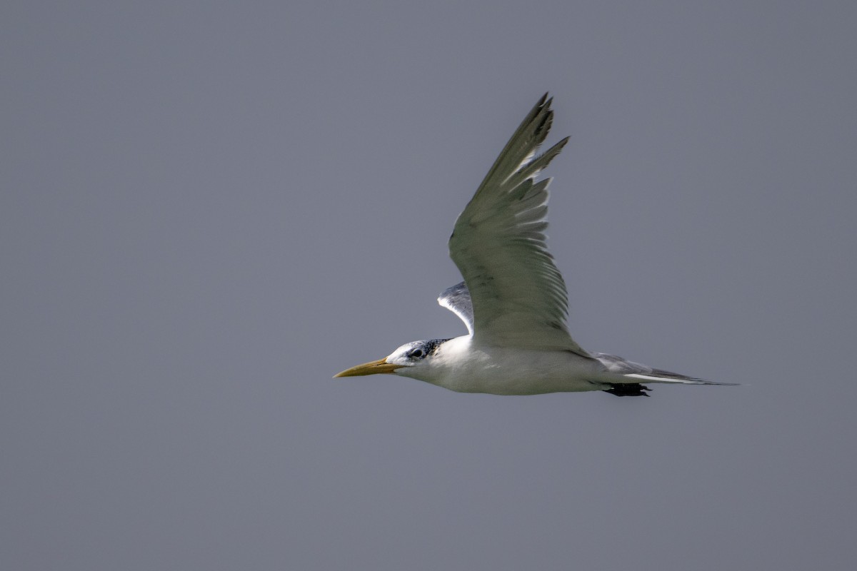 オオアジサシ - ML644707819