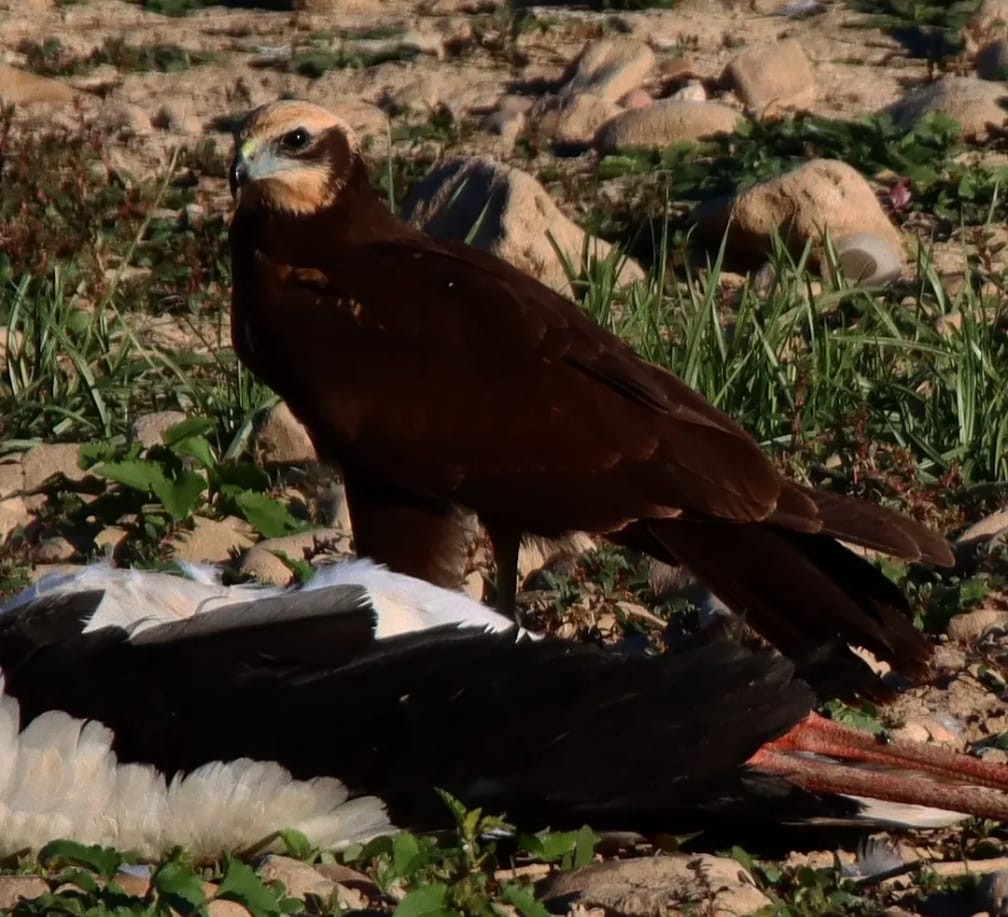 Western Marsh Harrier - ML644707820