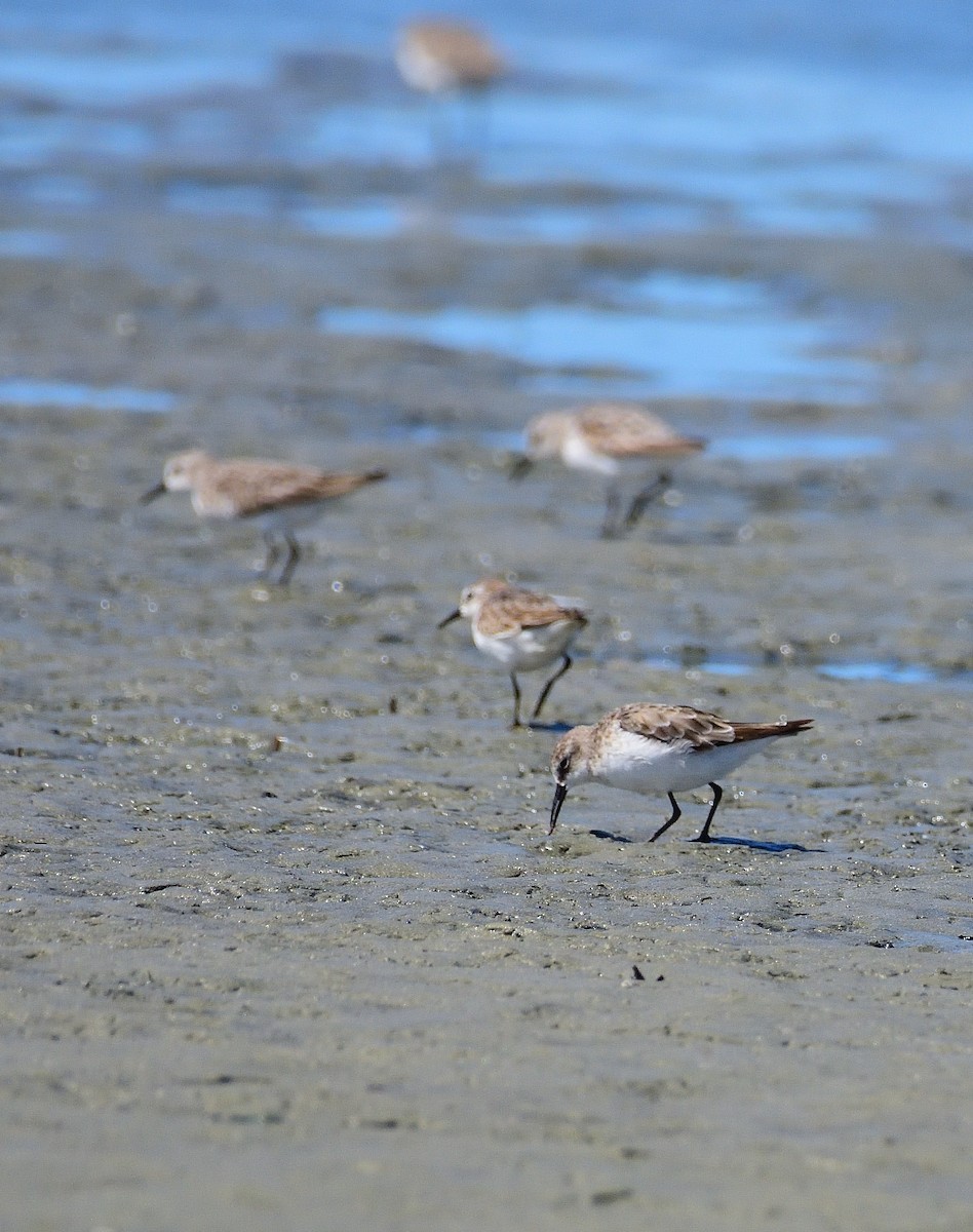Одой элсэг - ML644707824