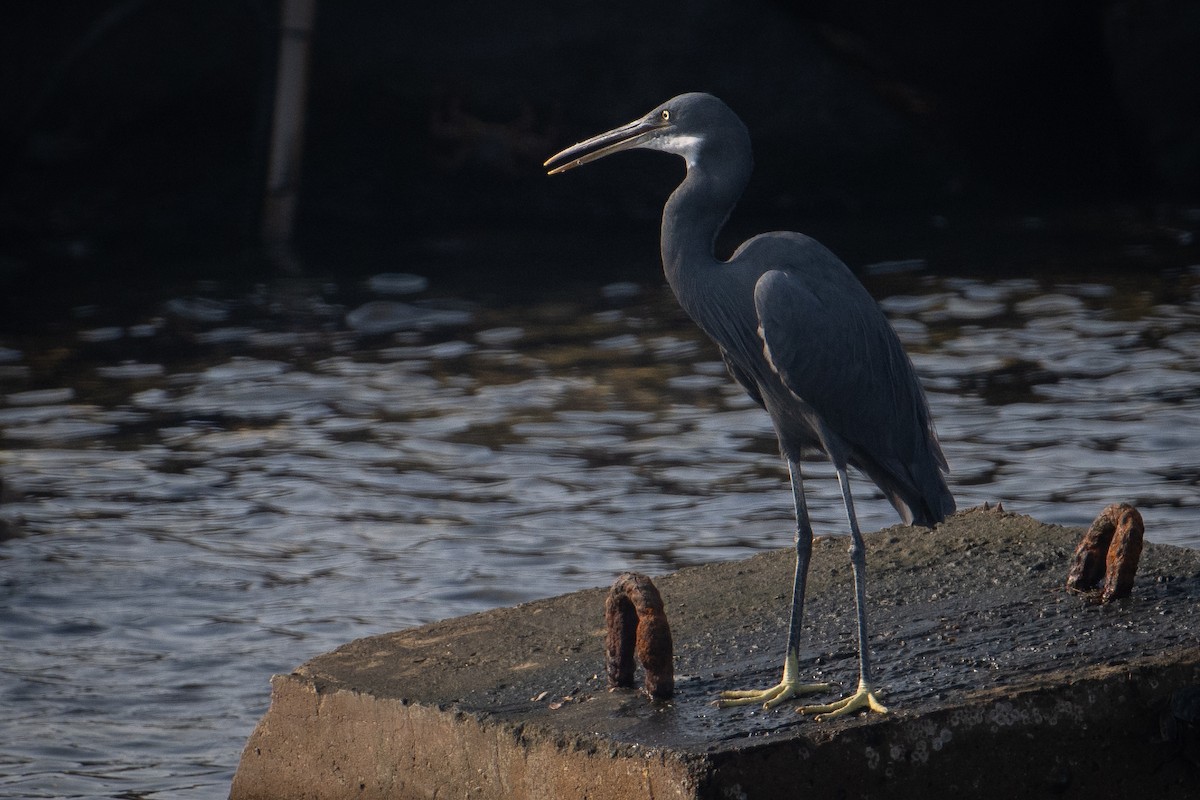 アフリカクロサギ（schistacea） - ML644707825