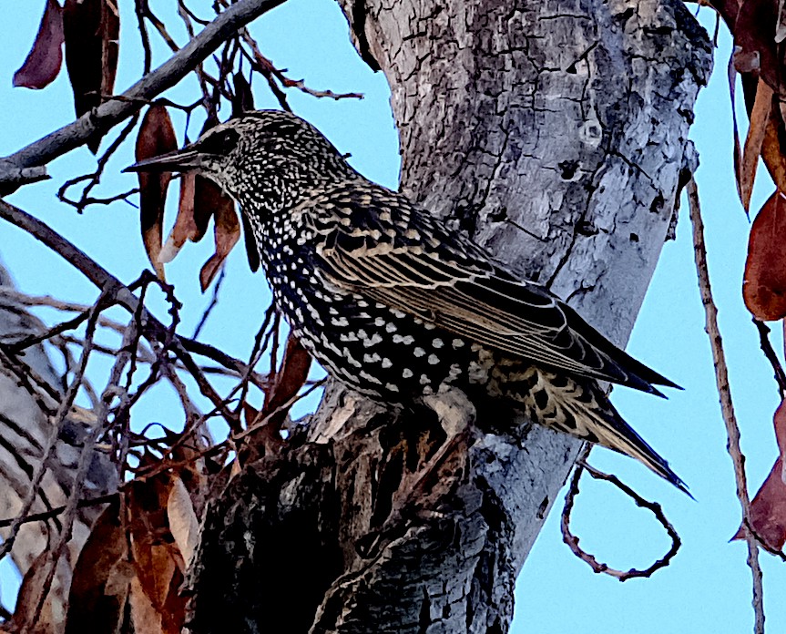 European Starling - ML644707829