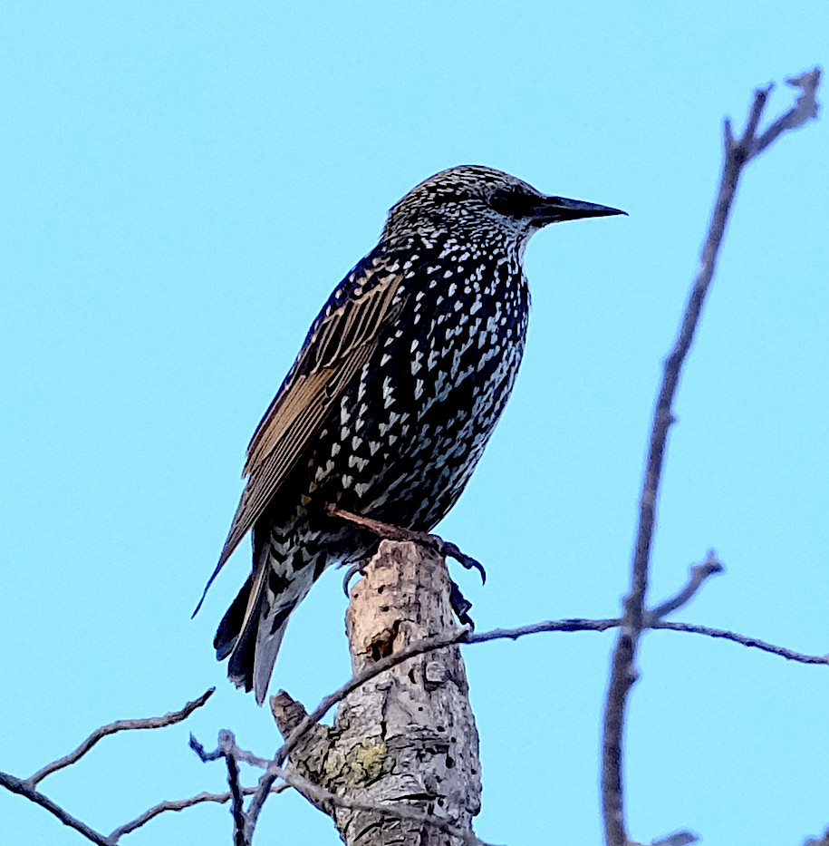 European Starling - ML644707830
