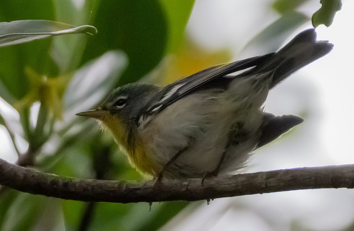 Northern Parula - ML644707831
