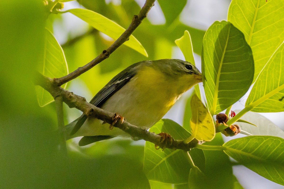 Northern Parula - ML644707832
