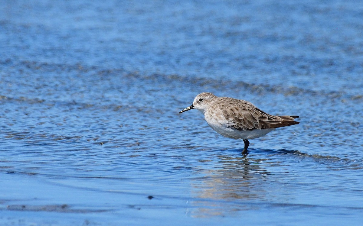 Одой элсэг - ML644707833