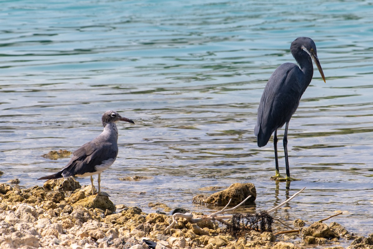 アフリカクロサギ（schistacea） - ML644707835