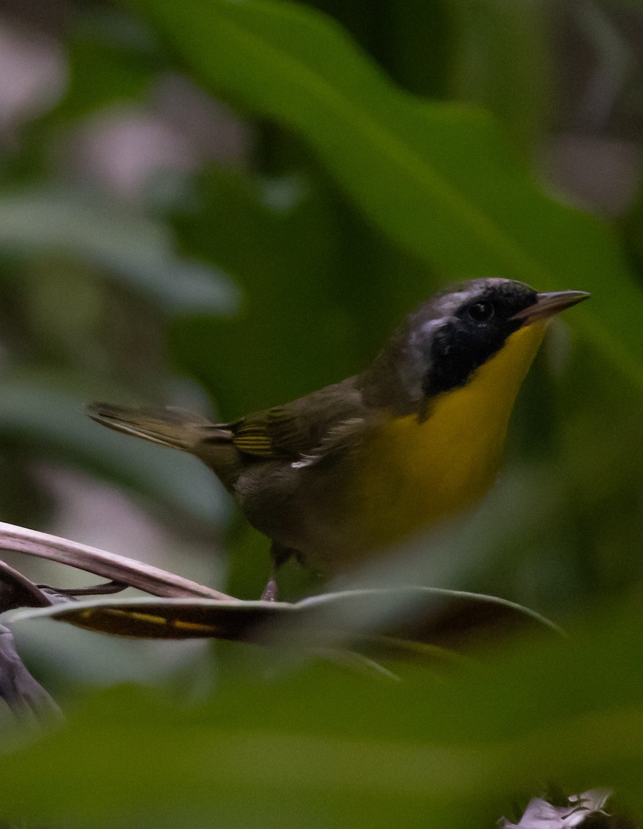 Common Yellowthroat - ML644707838