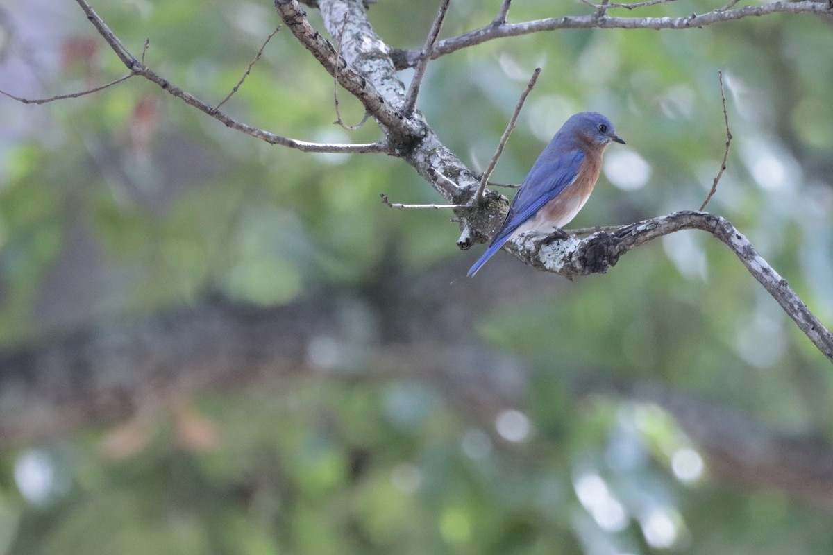 Eastern Bluebird - ML644707845
