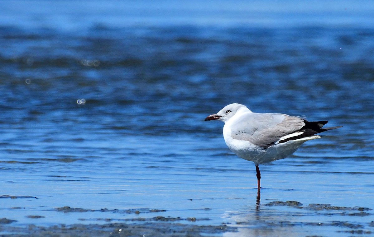 Antxeta burugrisa - ML644707850