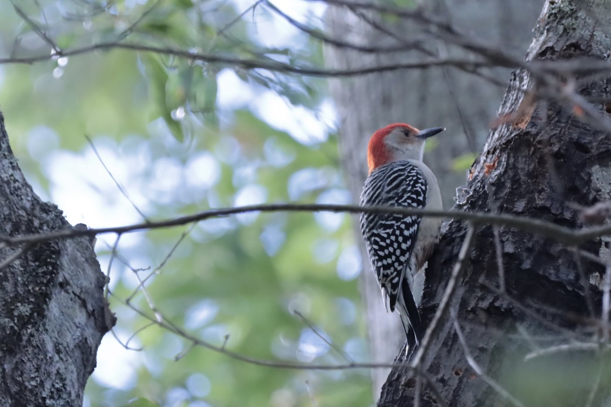 Carolinaspecht - ML644707858