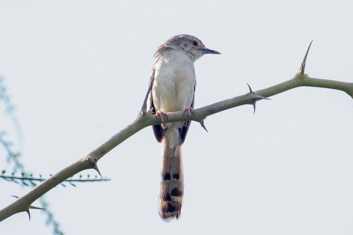 Graceful Prinia - ML644707863
