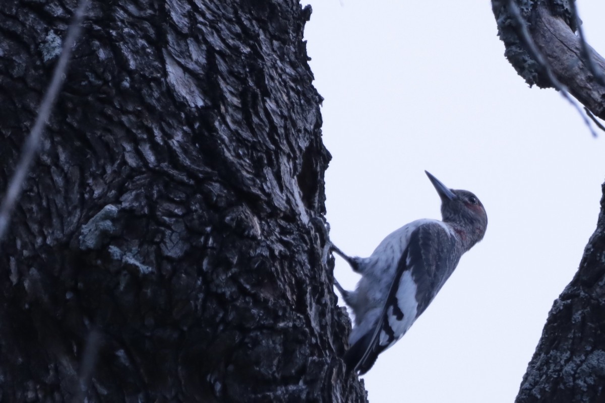 Red-headed Woodpecker - ML644707864