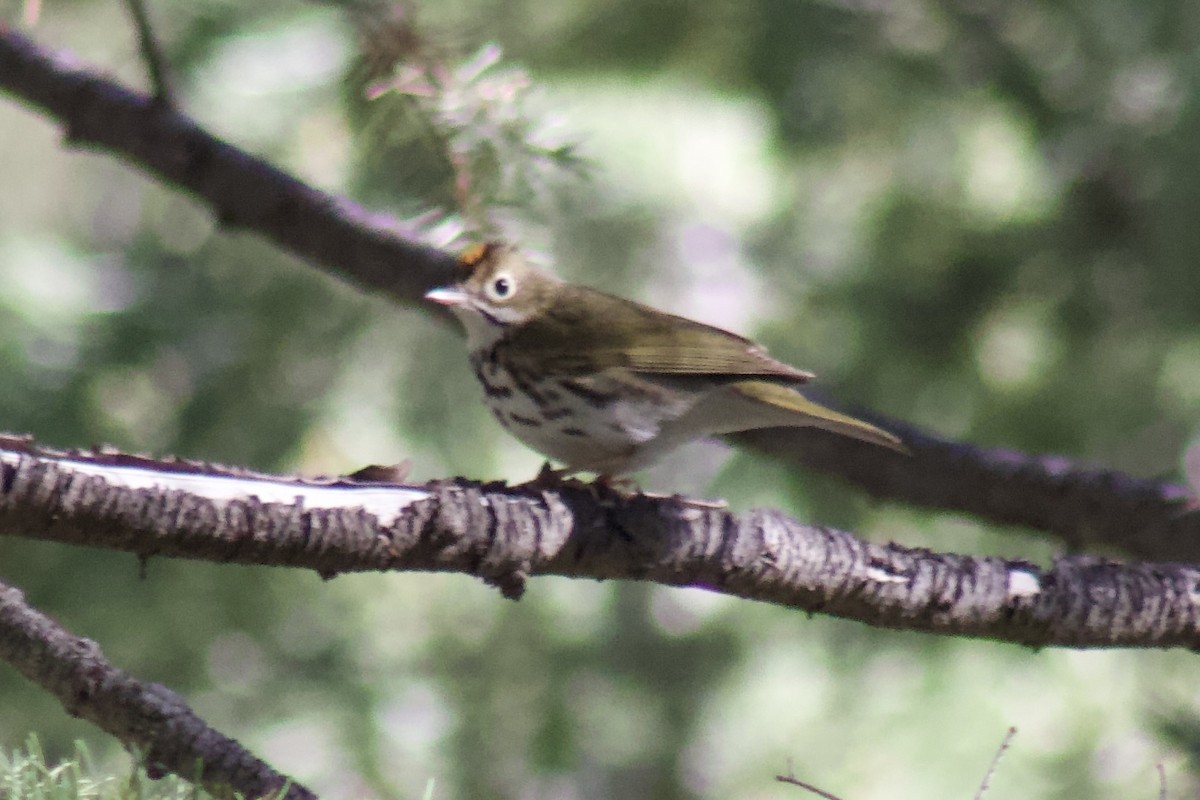 Ovenbird - ML644707868