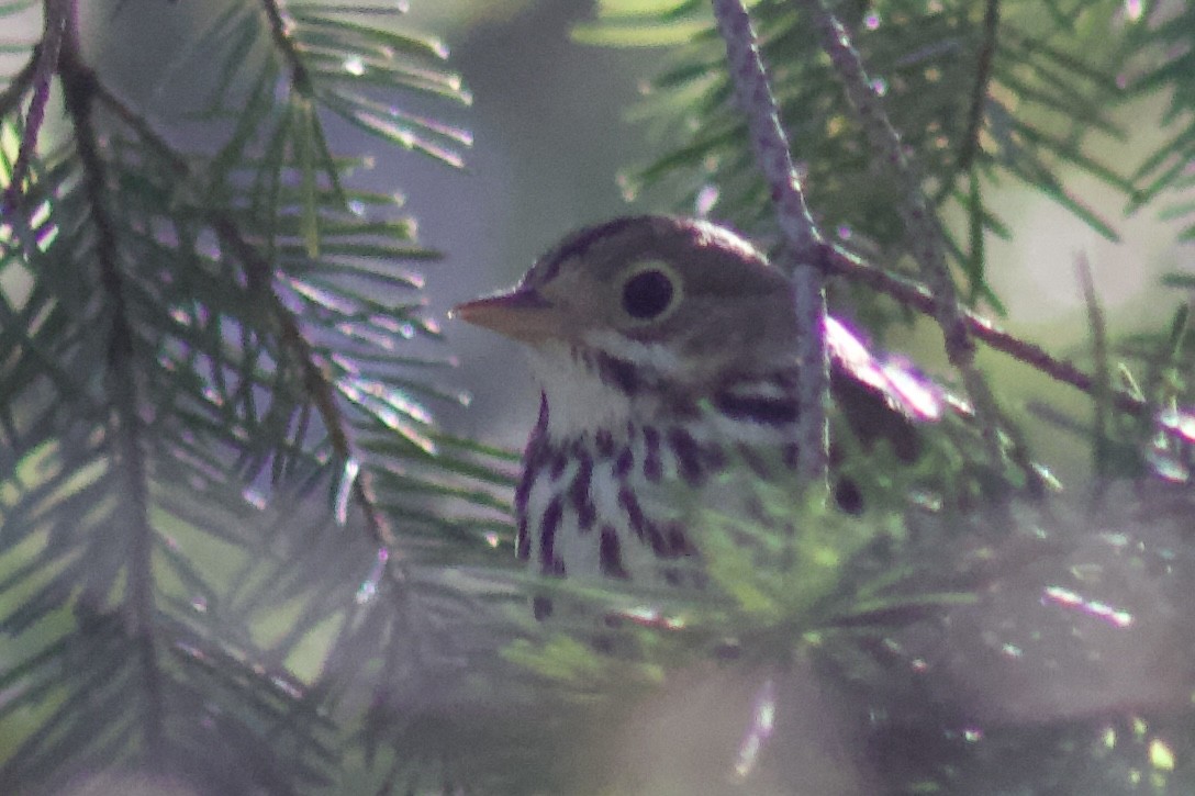 Ovenbird - ML644707869