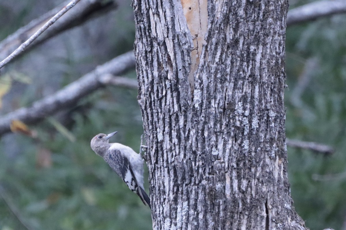 Red-headed Woodpecker - ML644707873