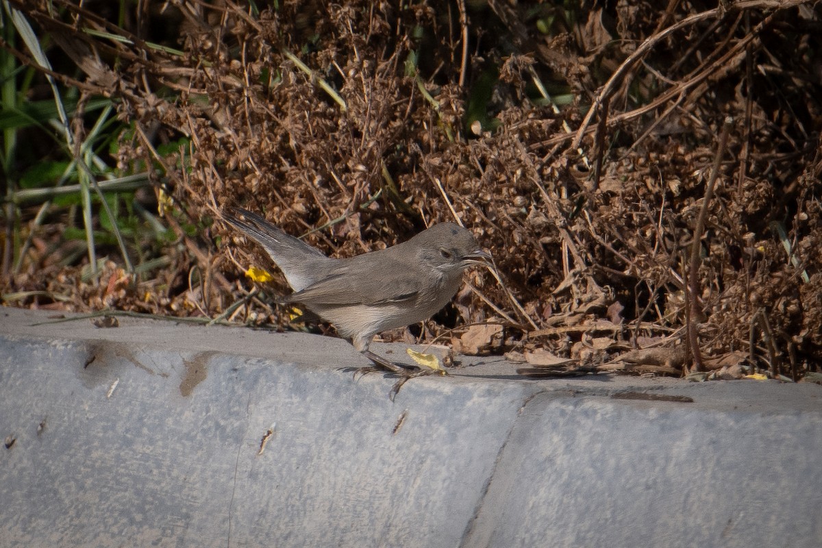 Fauvette de Ménétries - ML644707876