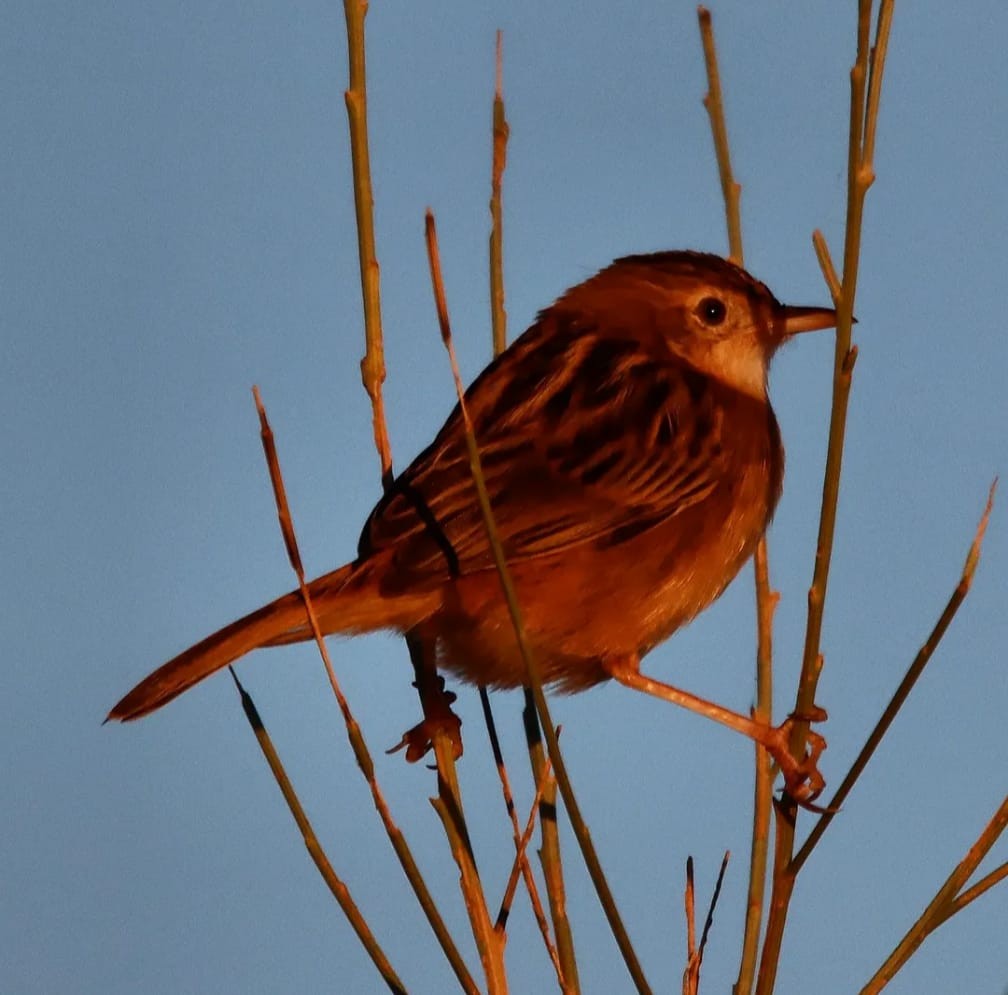 Zitting Cisticola - ML644707877