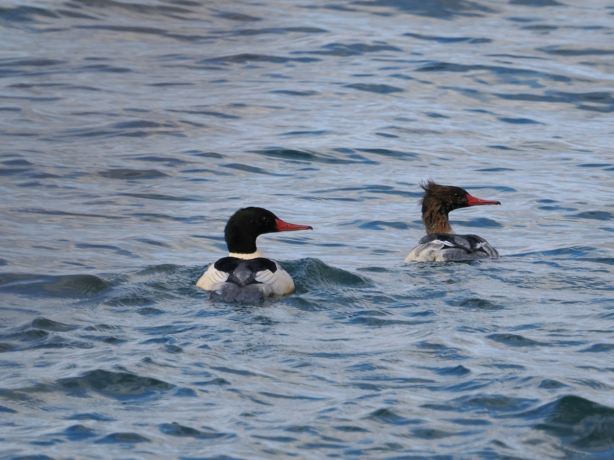 Крех великий - ML644707880