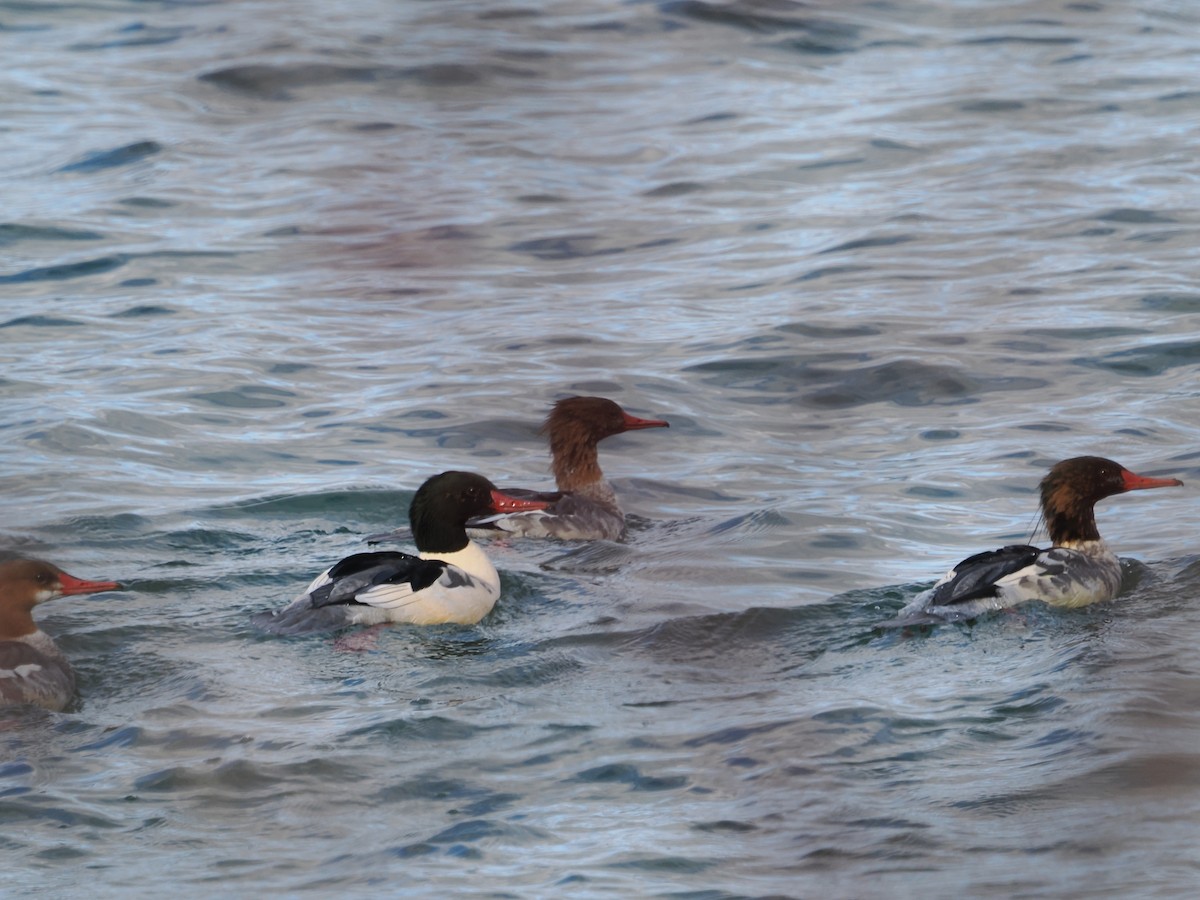 Крех великий - ML644707881