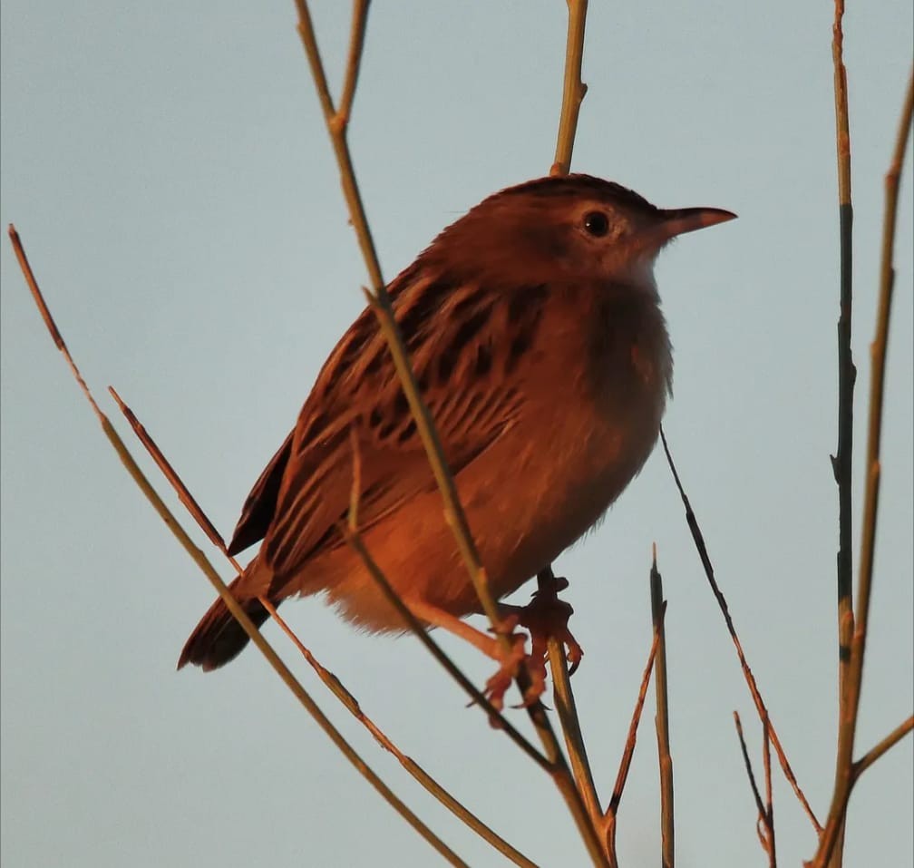 Zitting Cisticola - ML644707884