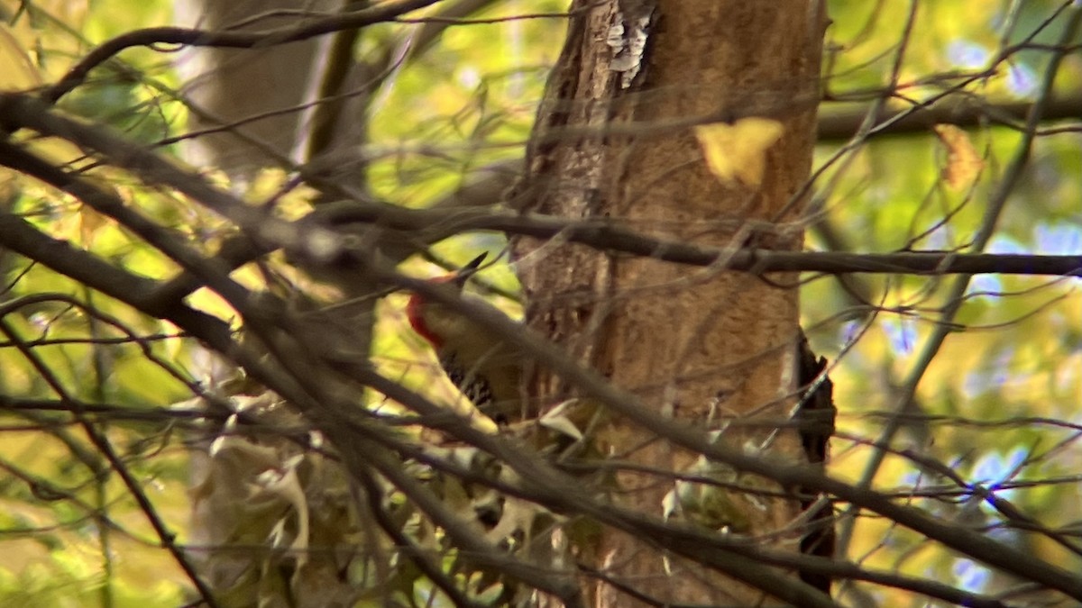 Carolinaspecht - ML644707885