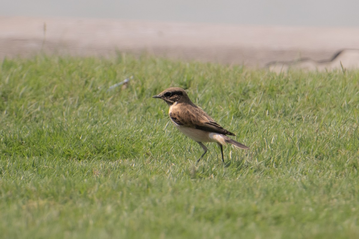 シベリアノビタキ（hemprichii） - ML644707896