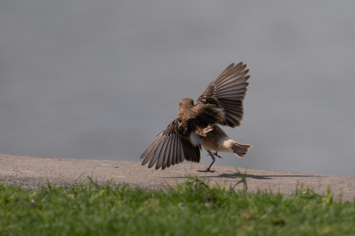 シベリアノビタキ（hemprichii） - ML644707897