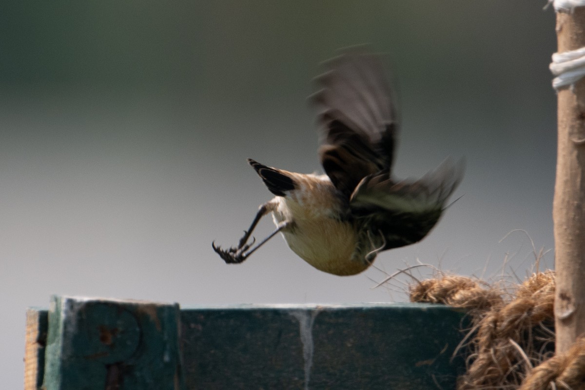 シベリアノビタキ（hemprichii） - ML644707898