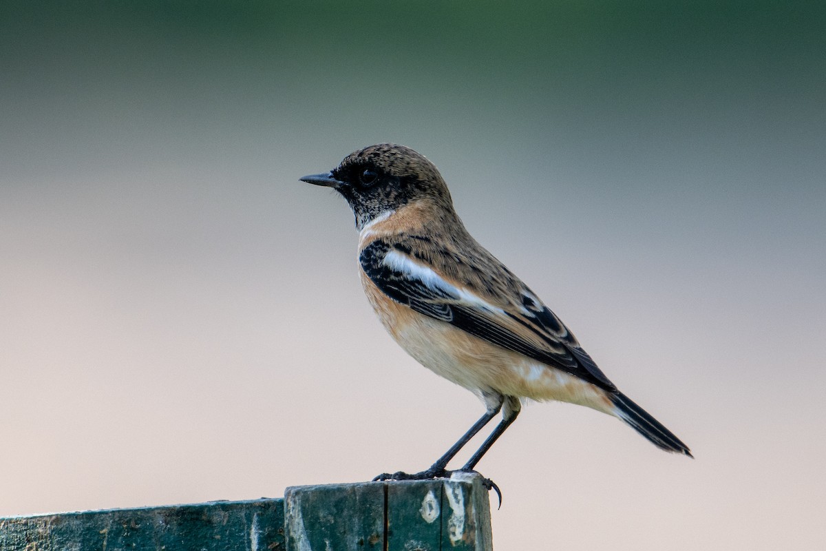 シベリアノビタキ（hemprichii） - ML644707899