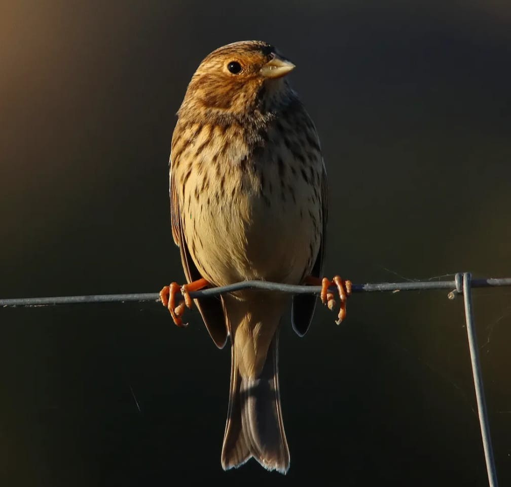 Corn Bunting - ML644707920
