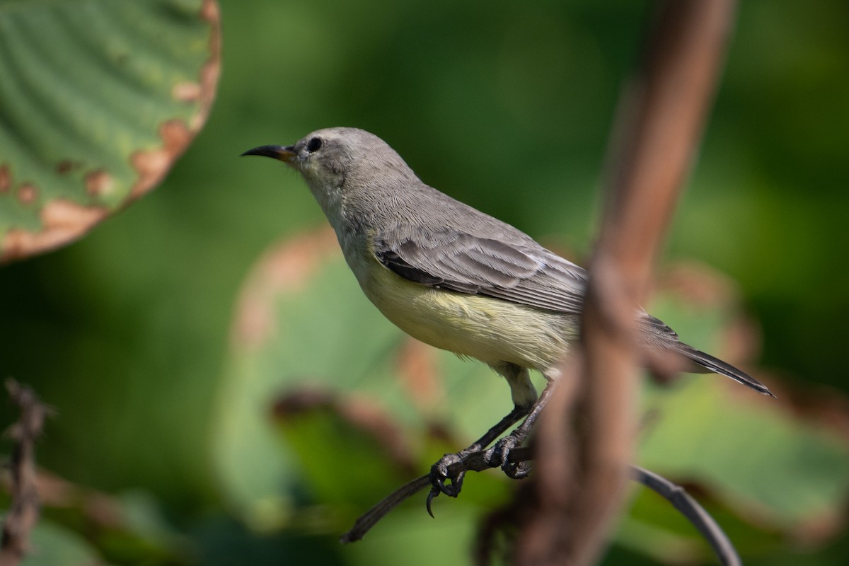 エジプトタイヨウチョウ - ML644707923