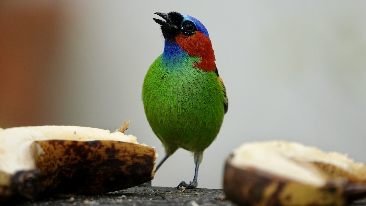 Red-necked Tanager - ML644707924