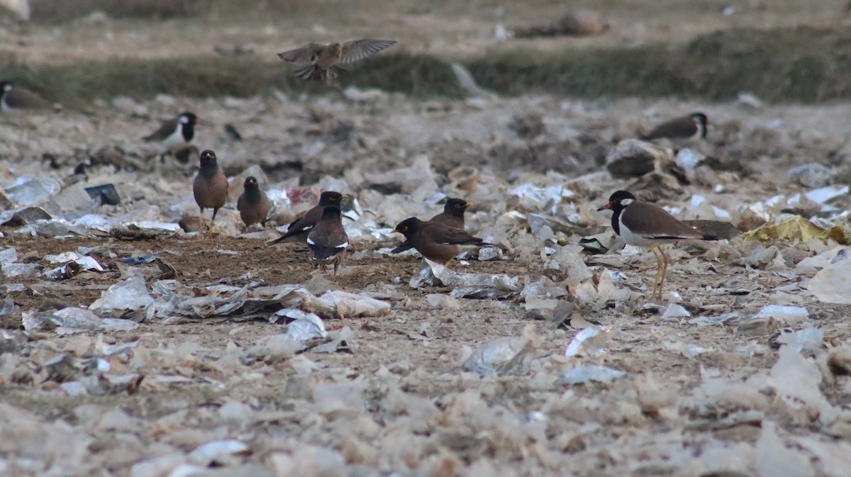 Indian Pied Starling - ML644707926