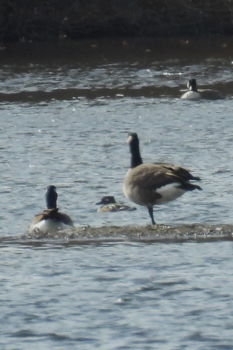 berneška velká - ML644707927