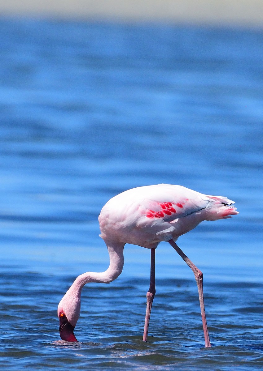 Zwergflamingo - ML644707930