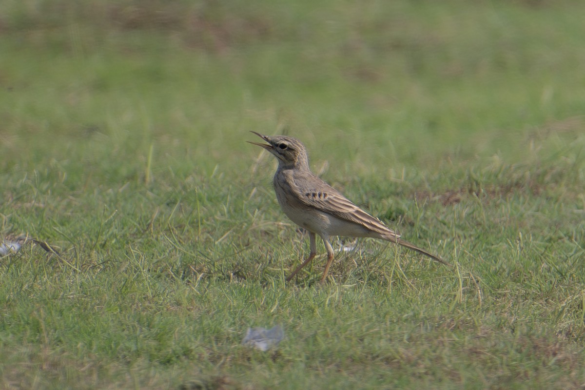 ムジタヒバリ - ML644707931