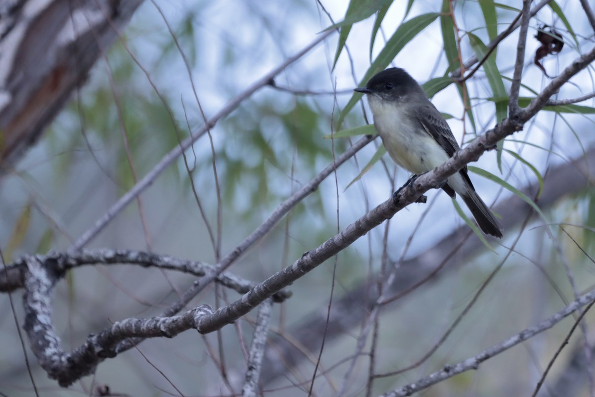 Eastern Phoebe - ML644707936