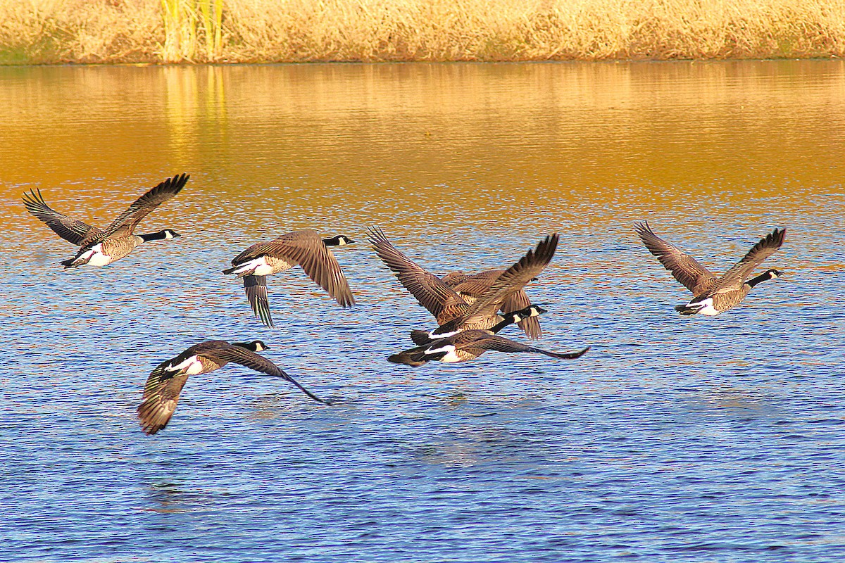 berneška velká - ML644707952