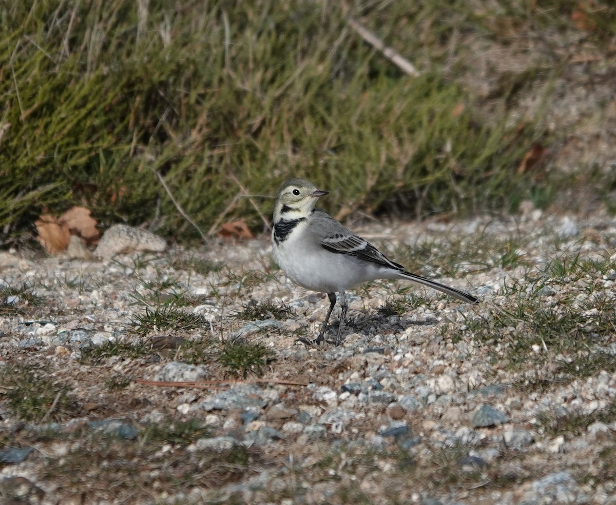 Lavandera Blanca - ML644707972