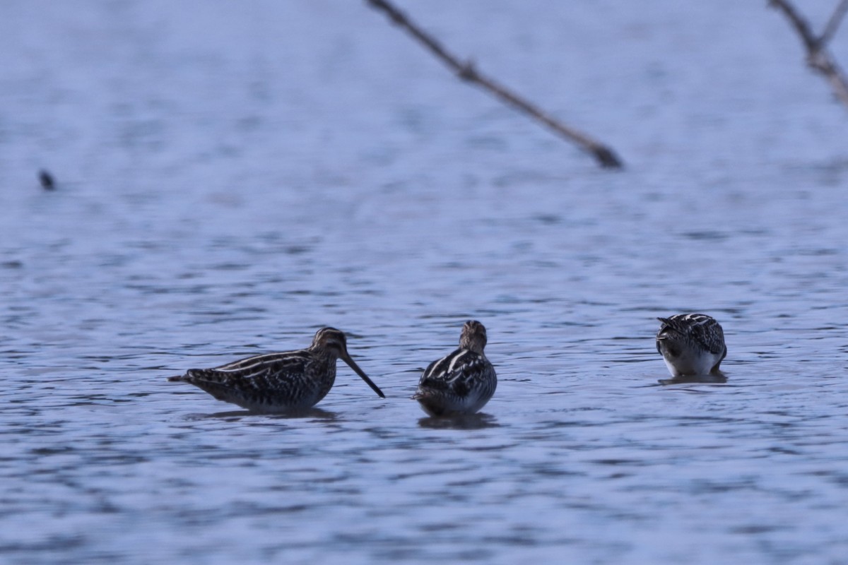 Wilson's Snipe - ML644707981