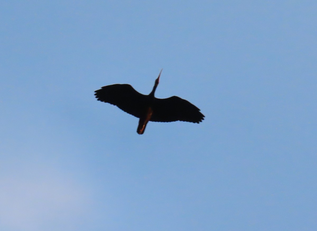 Bare-faced Ibis - ML644707985