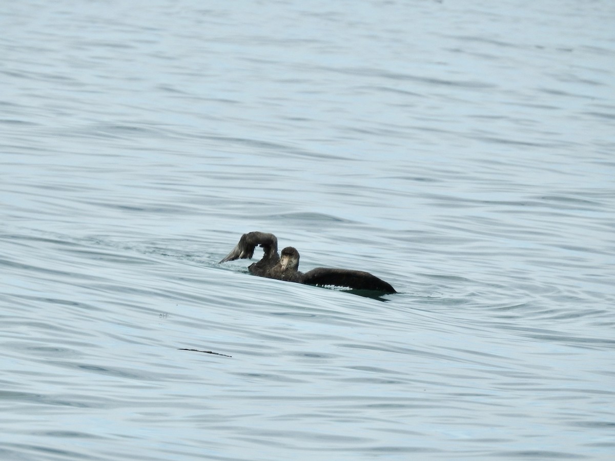 Northern Giant-Petrel - ML644707986