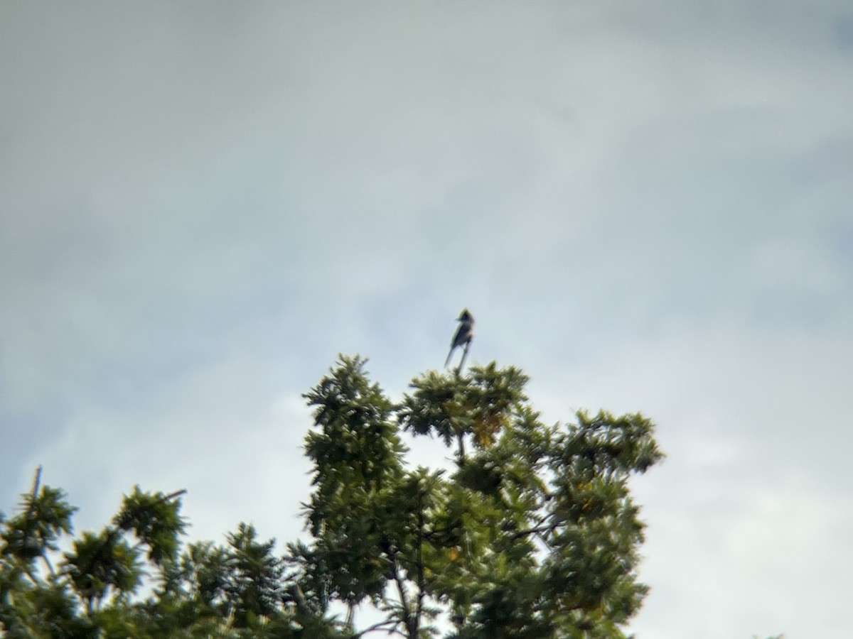 Sedir İpekkuyruğu - ML644707993