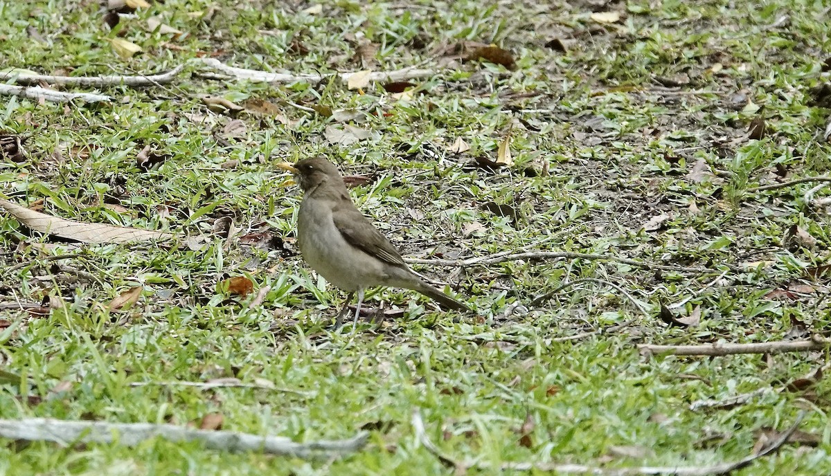 drozd krémovobřichý - ML644708016