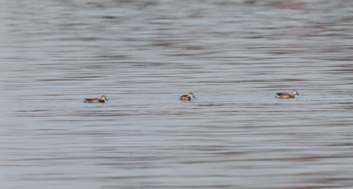 Blue-winged Teal - ML644708029