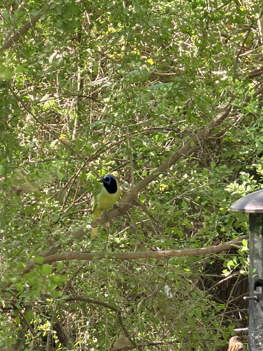 Yeşil Karga - ML644708032