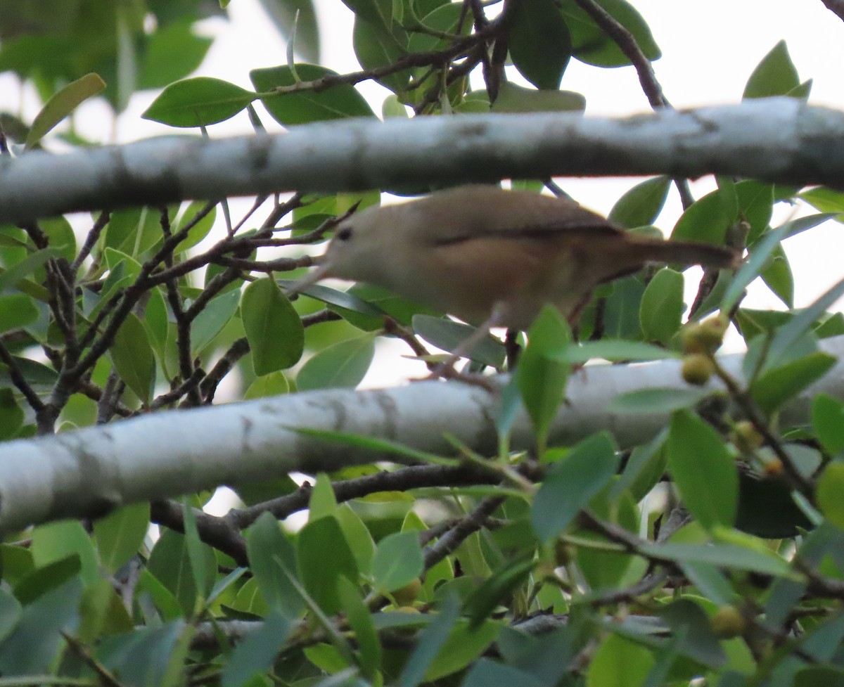 Southern House Wren - ML644708033