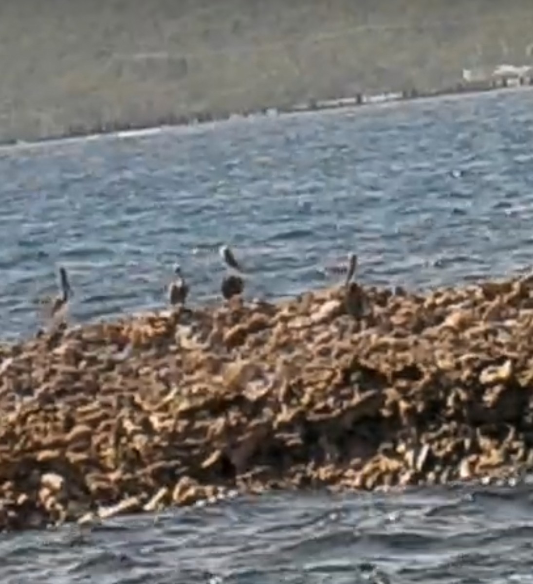 Brown Pelican - ML644708040