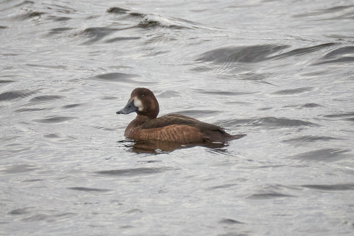 スズガモ - ML644708041